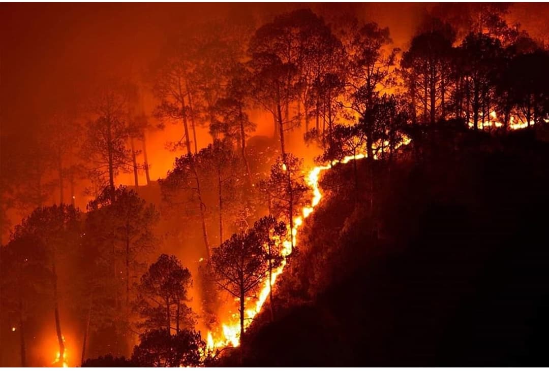 Cover image for: Forests on Fire: Governing Uttarakhand's Forest Fire Crisis: A Governance-Debt Framework for Transformative Reform