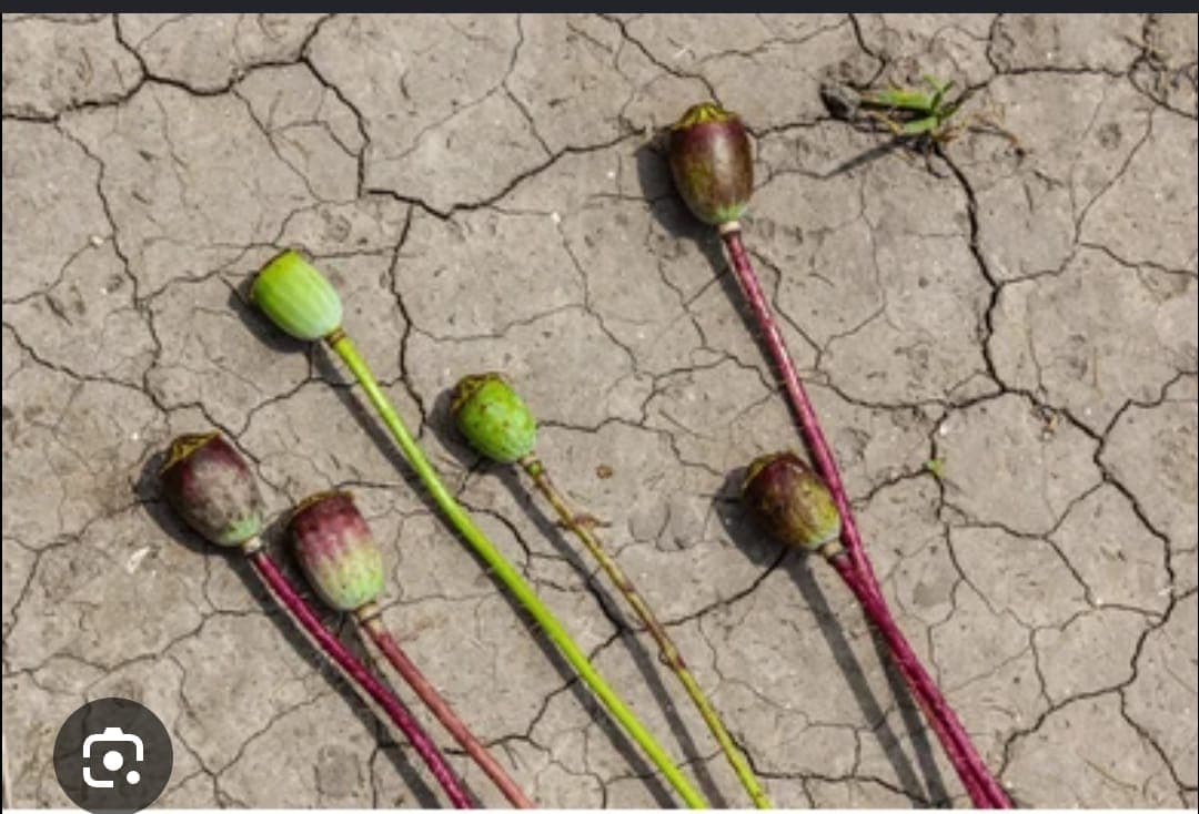 Cover image for: From Food Crops to Poppy Fields: How Conflict and Climate Change Are Reshaping Agriculture